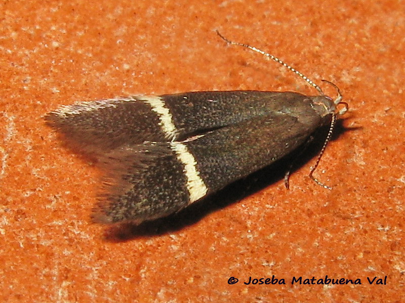 Syncopacma sp. - Gelechiidae